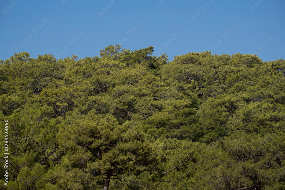 Obraz premium Pine trees and blue sky