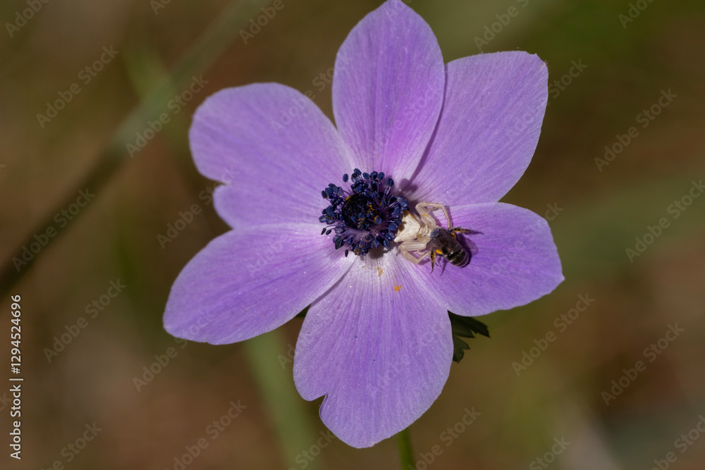 White spider hunting bees on purple flowers White spider hunting bees on purple flowers