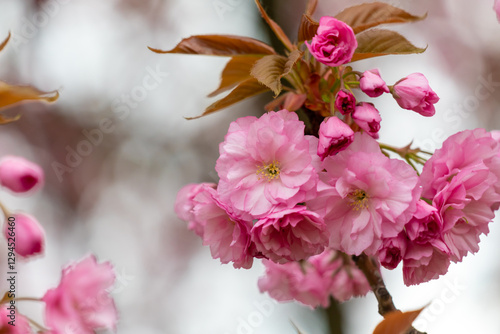 Close-Up of Pink Cherry Blossom Sakura Flowers in Bloom