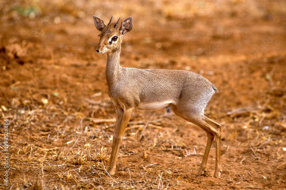 Dik dik de Kirk, Madoqua kirkii, Afrique de l'Est Dik dik de Kirk, Madoqua kirkii, Afrique de l'Est