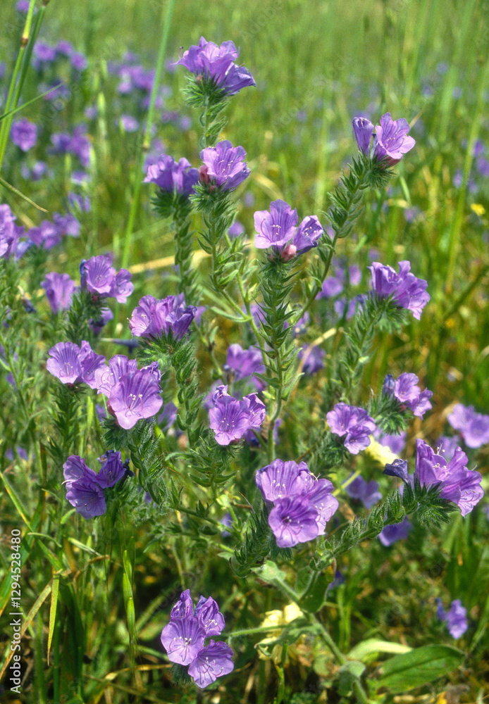 Fototapeta premium Vipérine commune, Echium vulgare