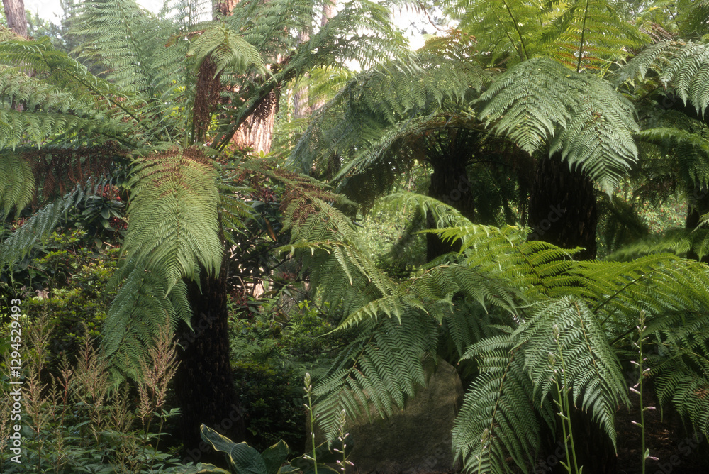 Fotografie Dicksonia antarctica, Fougère arborescente