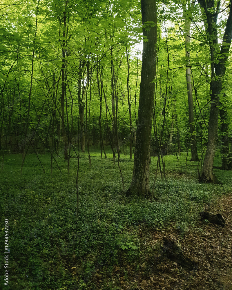 Obraz premium Green spring forest with lush foliage. Dark forest with beams of light coming from above.