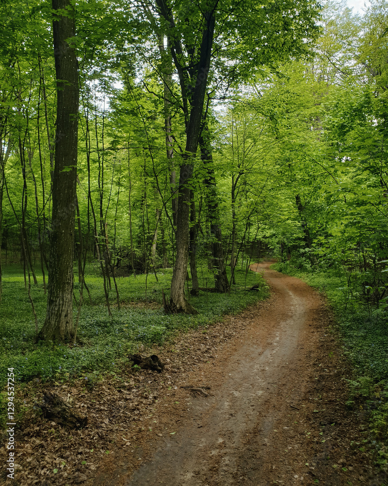 Curvy path in green spring forest. Footpath turning left in dark woods. Curvy path in green spring forest. Footpath turning left in dark woods.