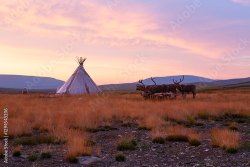 Deer near the tent at sunrise photo