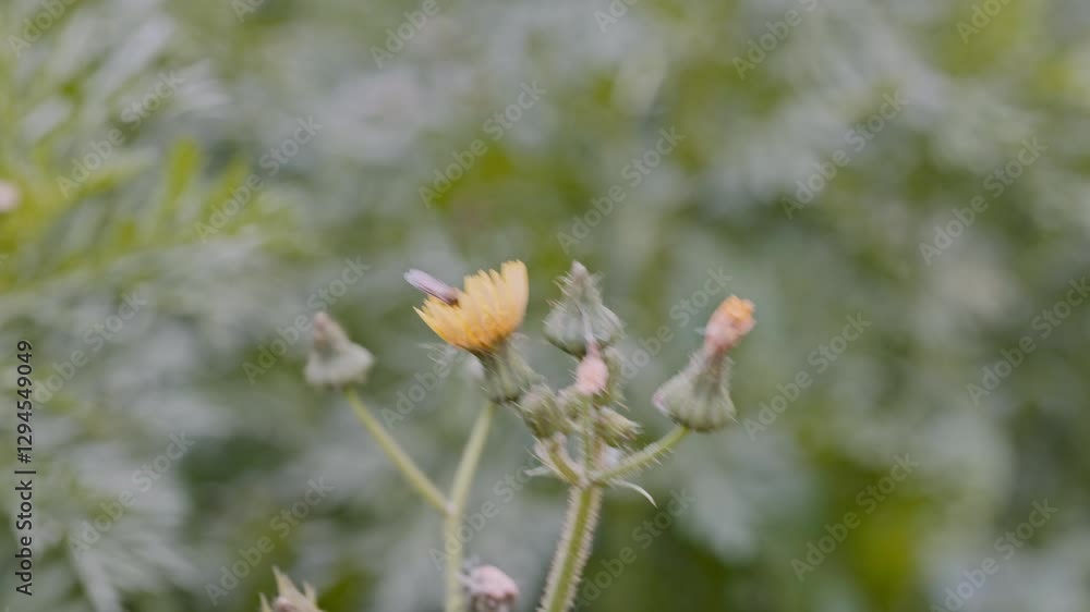 Close-up of a small insect pollinating a yellow wildflower in a natural environment Close-up of a small insect pollinating a yellow wildflower in a natural environment