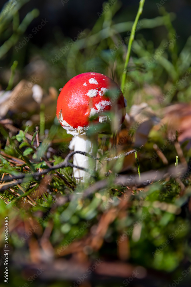 dangerous to life and health red fly agaric in the wild forest in moss and green grass dangerous to life and health red fly agaric in the wild forest in moss and green grass