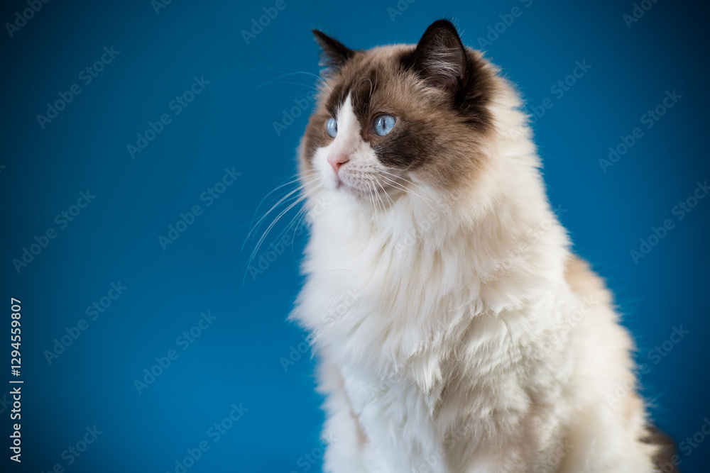 Beautiful Ragdoll cat with long light hair, on a blue background Beautiful Ragdoll cat with long light hair, on a blue background
