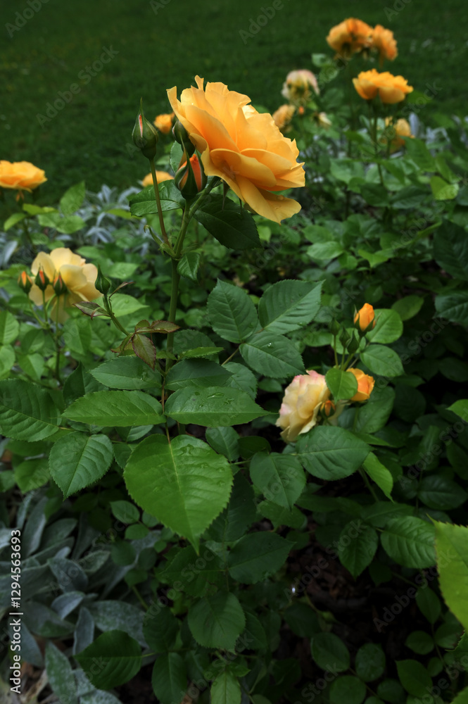 A bed of yellow roses A bed of yellow roses