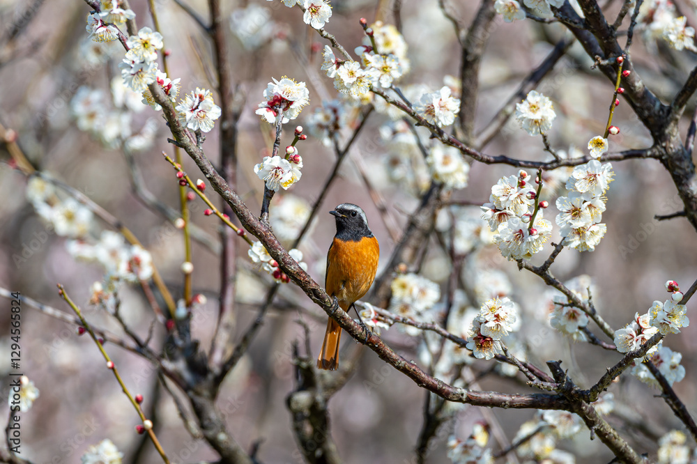 ジョウビタキと梅の花 ジョウビタキと梅の花