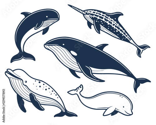 Vector Set of Whales and Dolphins – Marine Mammals Illustration Collection