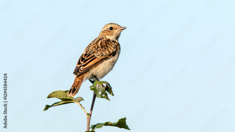 Fototapeta premium robin on a branch