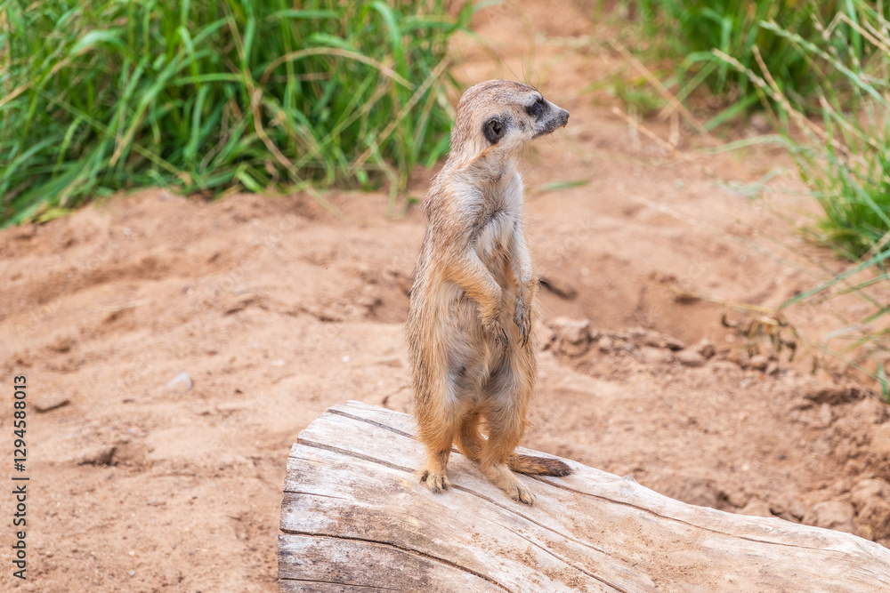 Fototapeta premium Meerkat, Suricata suricatta, on hind legs. Portrait of meerkat standing on hind legs with alert expression. Portrait of a funny meerkat sitting on its hind legs.