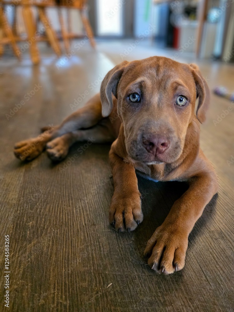 portrait of a puppy with beautiful eyes lying on the floor portrait of a puppy with beautiful eyes lying on the floor