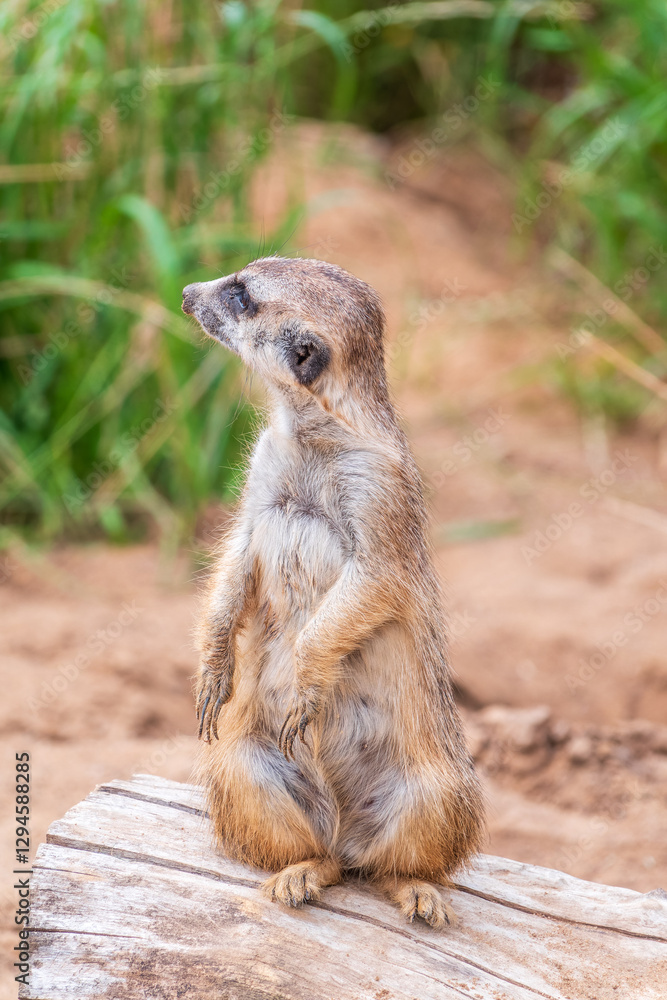 Fototapeta premium Meerkat, Suricata suricatta, on hind legs. Portrait of meerkat standing on hind legs with alert expression. Portrait of a funny meerkat sitting on its hind legs.