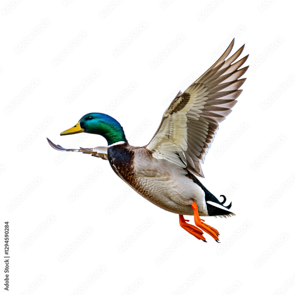Obraz premium Majestic Mallard Duck Soaring Through the Air