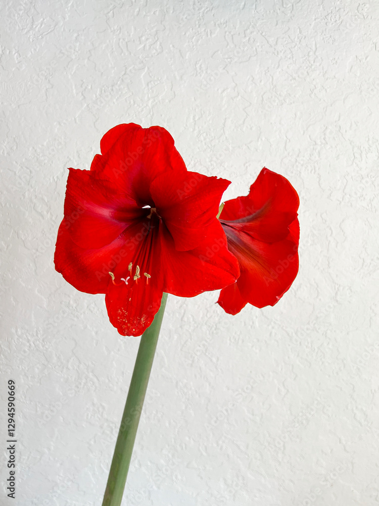 Hippeastrum blooming with red flowers on a light white background. Minimalism