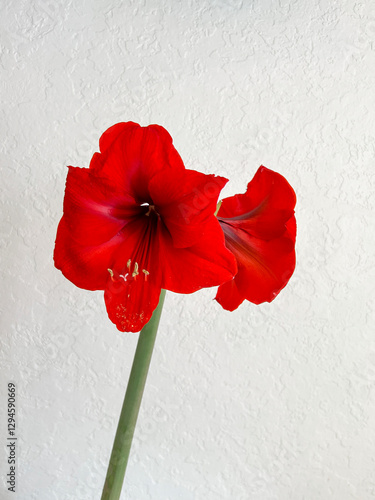 Obraz na płótnie Hippeastrum blooming with red flowers on a light white background. Minimalism w salonie
