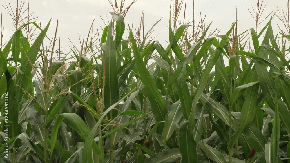 sweet corn, concept agriculture, sweet corn field, Agriculture, green corn leaves swaying in field on felt, corn sprouts on white background, white sky, eco industry, sunflower farm plants in field sweet corn, concept agriculture, sweet corn field, Agriculture, green corn leaves swaying in field on felt, corn sprouts on white background, white sky, eco industry, sunflower farm plants in field