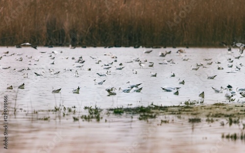 Wallpaper Mural Visitors to Vacaresti Natural Park in Bucharest witness a mesmerizing spectacle as numerous birds take flight, their wings shimmering against the tranquil waters Torontodigital.ca