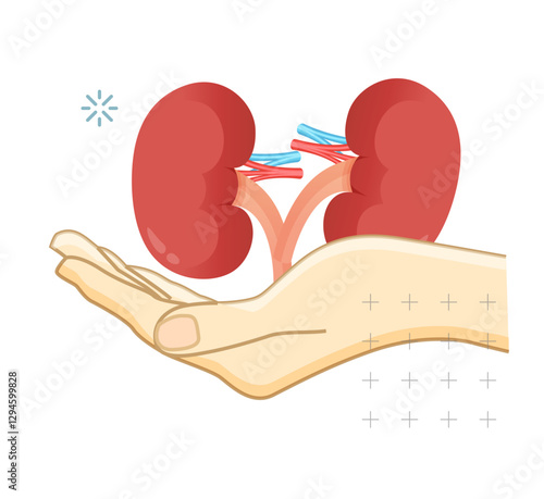 Donate Kidney - Save Life - Stock Illustration