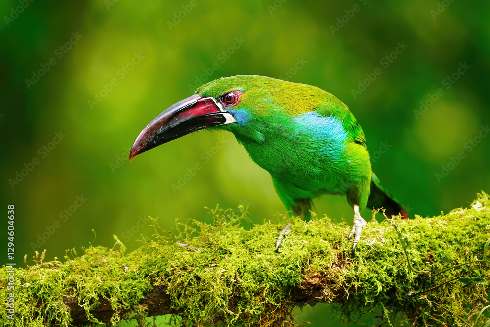 Fototapeta premium Crimson-rumped toucanet sitting in a tree