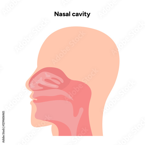 Healthy Nose Nasal cavity medical diagram
