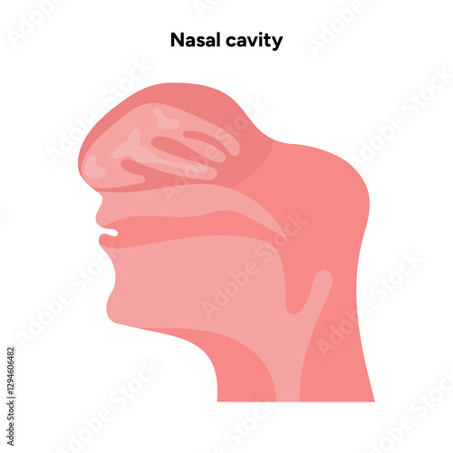 Healthy Nose Nasal cavity medical diagram