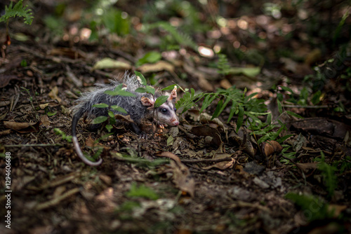 Wild animals free in the forest
