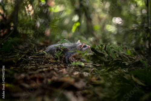 Wild animals free in the forest