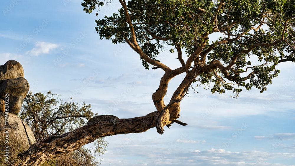 A Majestic Tree with Leopard Branch Gracefully Extending Over Rocky Terrain Amidst Breathtaking Nature A Majestic Tree with Leopard Branch Gracefully Extending Over Rocky Terrain Amidst Breathtaking Nature