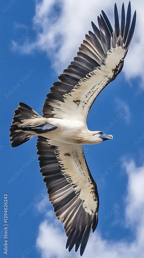 Fototapeta premium Majestic White-Bellied Sea Eagle in Flight Soaring High Above the Clouds