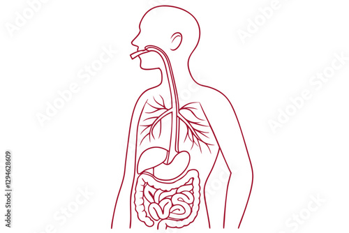 Clean Line Vector of the Human Digestive System. Anatomy Overview