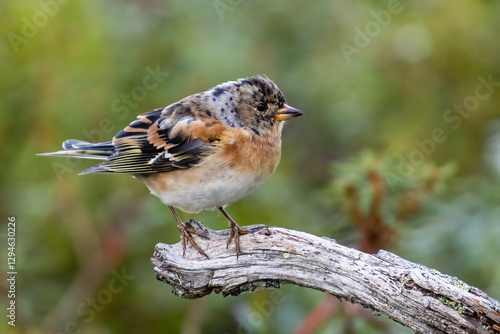 Brambling photo