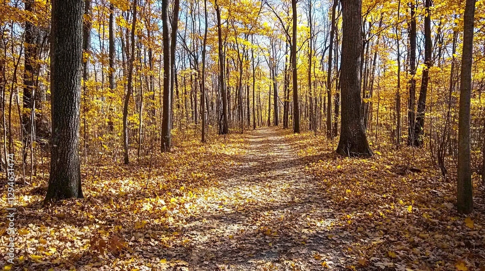 Obraz premium Autumn Forest Path Sunlight