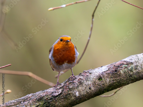 Obraz na płótnie Robin Perched on a Branch w salonie