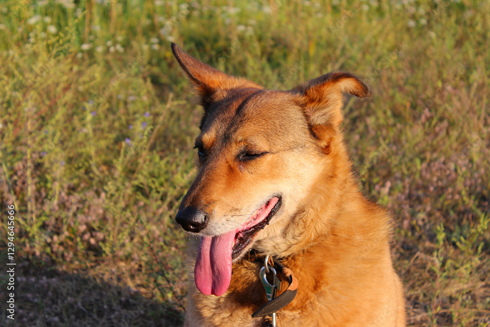 Naklejka premium Happy dog enjoying a sunny day in a grassy field surrounded by wildflowers during the late afternoon