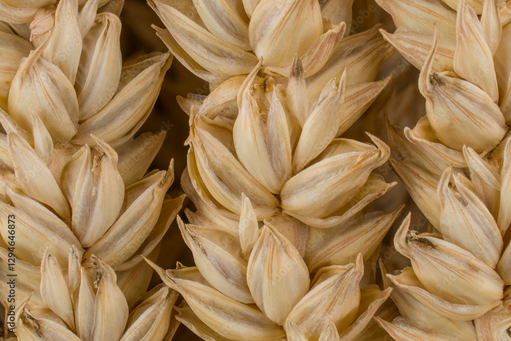 triticum aestivum pattern triticum aestivum pattern