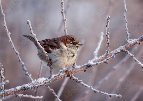 beautiful bird plump sparrow sitting on branches covered with hoarfrost in wi...
