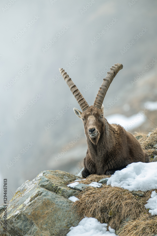 Impressive old male Alpine ibex resting on a ledge on a winter day in the Italian Alps. Capra ibex.