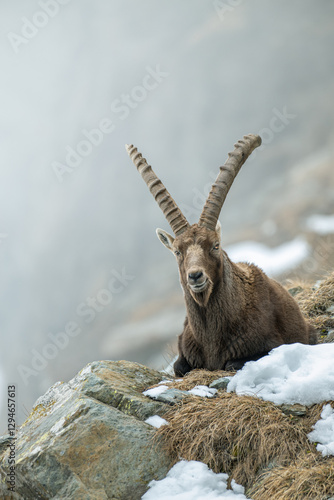 Impressive old male Alpine ibex resting on a ledge on a winter day in the Italian Alps. Capra ibex.