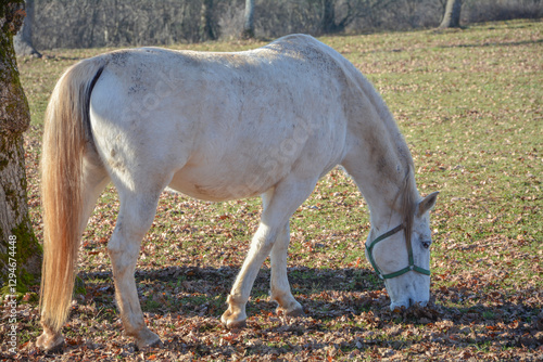 white Lipicanec horse photo