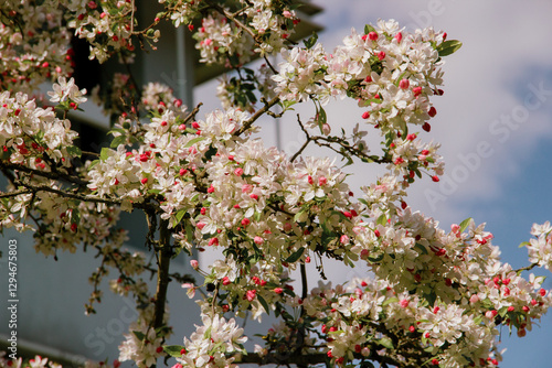 White and Pink Apple Blossoms in Full Bloom on a Sunny Spring Day