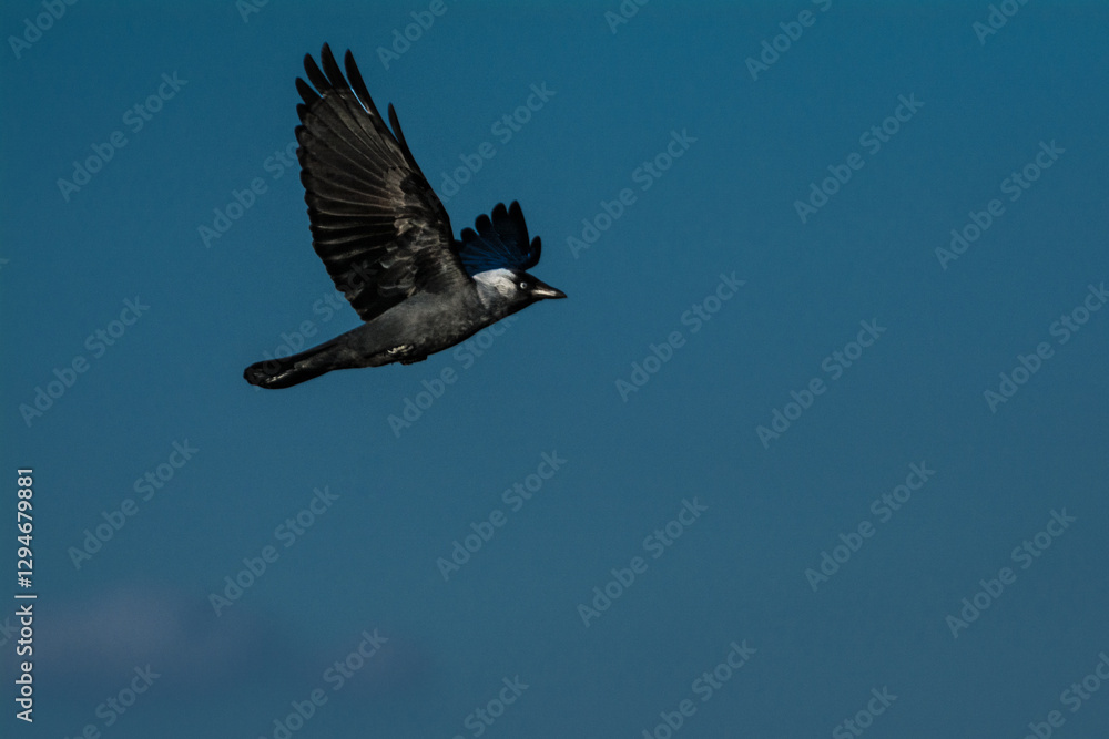 Obraz premium magpie in flight