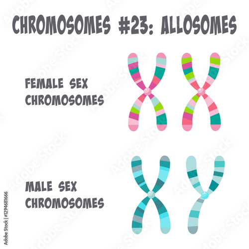 chromosome 23 allosomes sex chromosomes