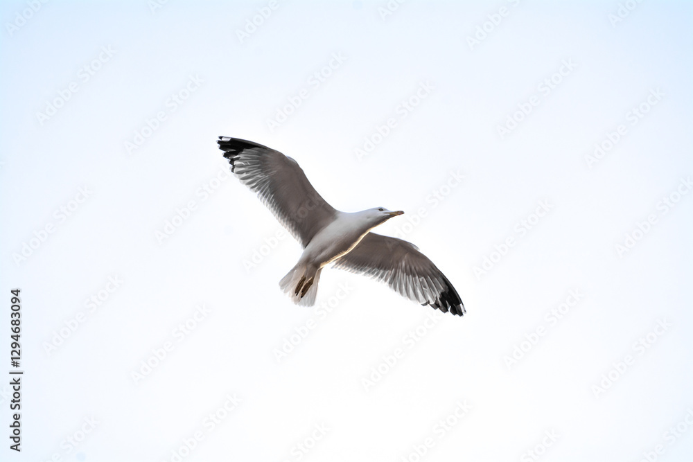 Fototapeta premium seagull in flight