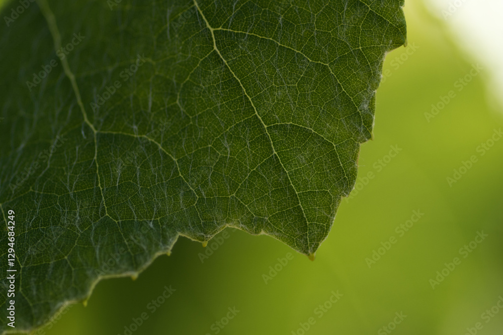 Fototapeta premium close up of green leaf