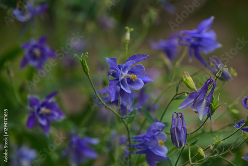 Purple flowers in the garden
