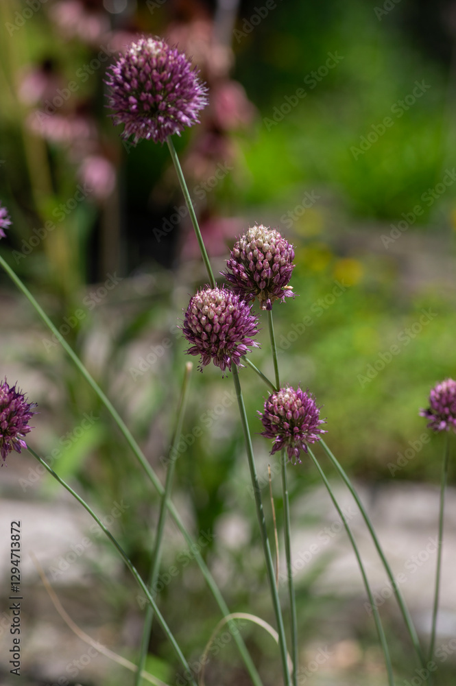 Allium Sphaerocephalon round headed garlic plant in bloom, purple bald head flowering ornamental onion
