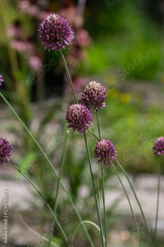 Obraz na płótnie Allium Sphaerocephalon round headed garlic plant in bloom, purple bald head flowering ornamental onion w salonie